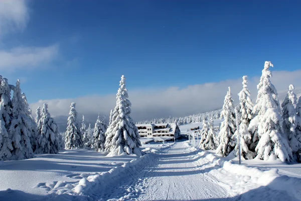 Dağ ağaçlar kar elbiseler.