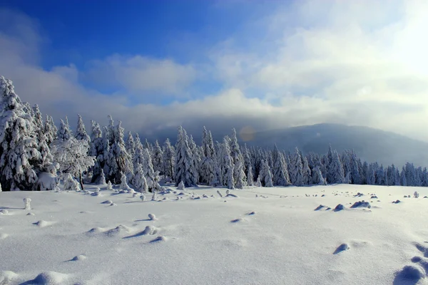 Monde sous la neige dans les montagnes . — Photo