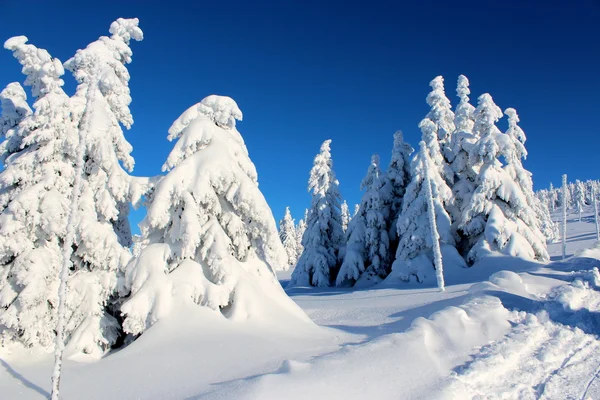 Βουνό δέντρα στη τα χιόνι φορέματα. — Φωτογραφία Αρχείου
