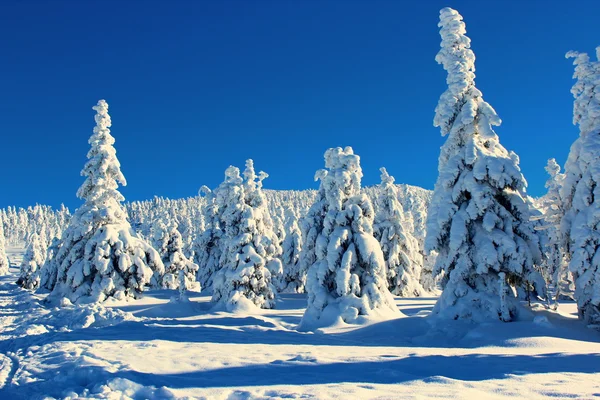 Árvores de montanha na neve vestidos. — Fotografia de Stock