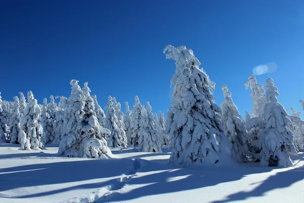 Arbre de montagne dans les robes de neige . — Photo