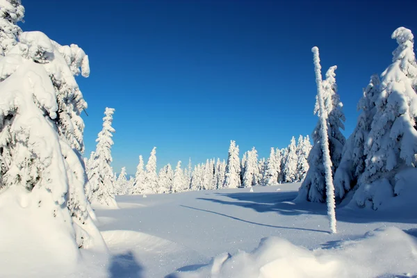 Sgombero innevato circondato da alberi . Immagine Stock