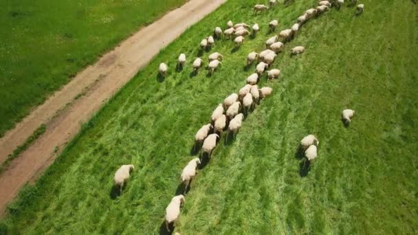 Viele Schafe Stehen Auf Einer Weide — Stok video