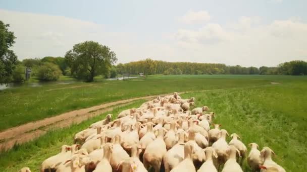 Viele Schafe Stehen Auf Einer Weide — Stok video