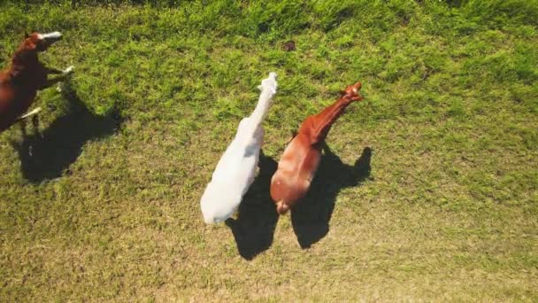 Vuelo Sobre Caballos Pastizal — Vídeos de Stock