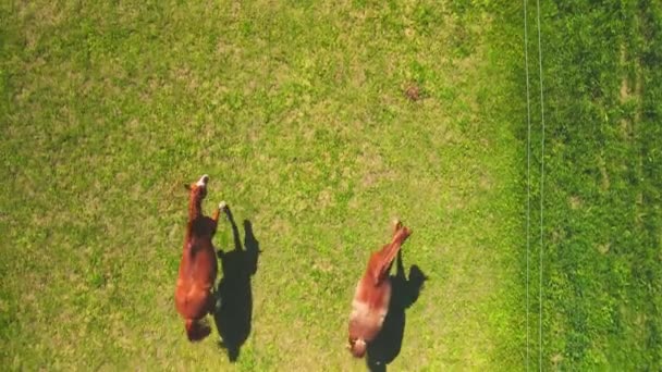 Flug Über Pferde Auf Einer Weide — Stockvideo