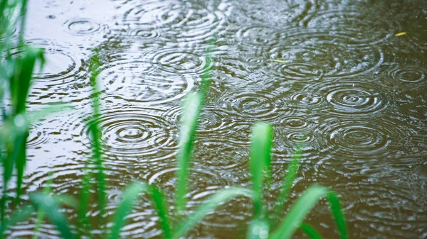 Niektóre Krople Deszczu Wpadające Wody Infront Gras — Zdjęcie stockowe