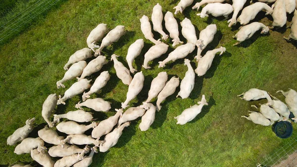 Moutons Dans Pâturage Dans Nature Été — Photo