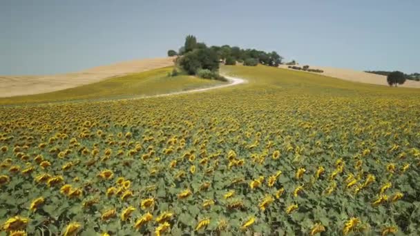 Flight over a sunflower field — Stock Video