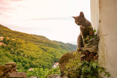Dağlarda bir kedi