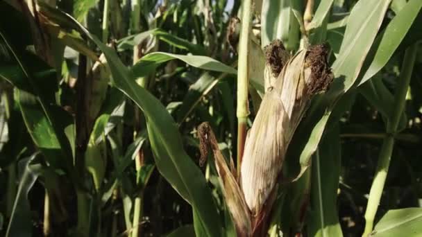 Corn plant in the sunlight — Stock Video