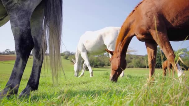 Konie jedzą na pastwisku. — Wideo stockowe