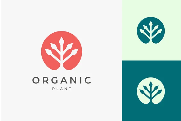 Plantilla Logotipo Orgánico Natural Con Forma Planta Simple Limpia — Vector de stock