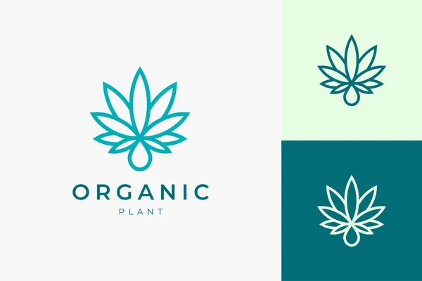 Logo Hoja Aceite Cannabis Para Uso Médico Farmacéutico — Vector de stock