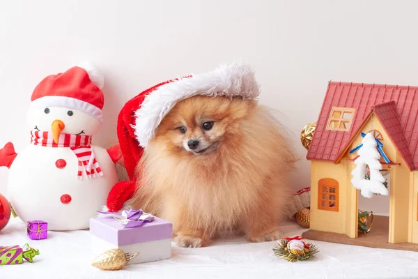 Fluffy Pomeranian se sienta en un sombrero de Santa Claus y mira un regalo en una caja, alrededor de los juguetes de Navidad. El concepto del Año Nuevo y la Navidad — Foto de Stock