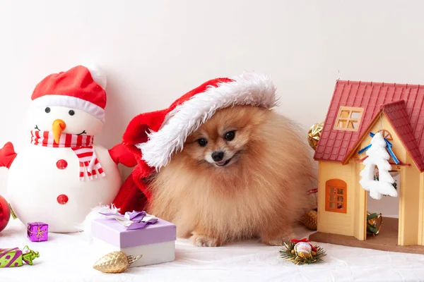 Fluffy Poméranien est assis dans un chapeau du Père Noël et regarde la caméra, autour des jouets de Noël. Le concept du Nouvel An et de Noël — Photo