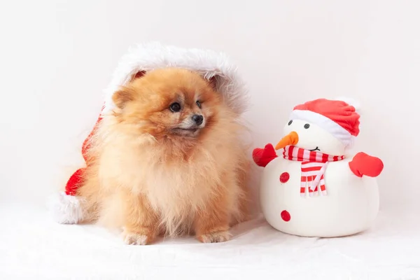 Fluffy Pomeranian senta-se num chapéu de Pai Natal, ao lado de um boneco de neve. O conceito do Ano Novo e Natal — Fotografia de Stock