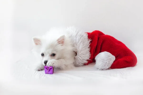 White Little Dog Pomeranian Puppy Lying Santa Claus Hat Put — Stock Photo, Image