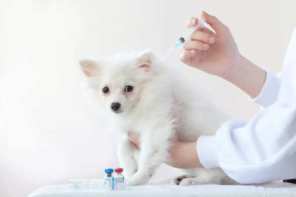 Liten Vit Hund Pommern Vaccineras Hand Med Spruta Placeras Över — Stockfoto