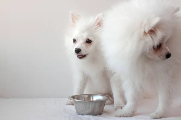 Il y a deux chiots poméraniens gonflés blancs près d'un petit bol de fer avec de la nourriture. Le concept d'alimentation animale, de nourriture pour chiens, de sélection de denrées alimentaires — Photo