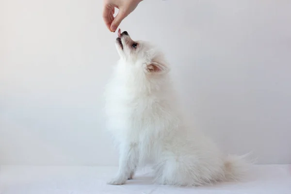 Маленькая Белая Померанская Собака Сидящая Белом Фоне Подняла Намордник Руку — стоковое фото