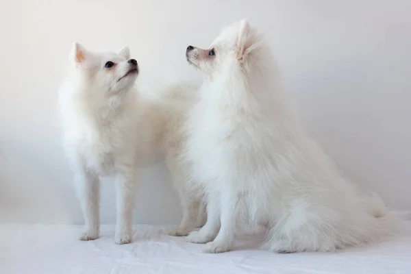 Deux Petits Chiens Poméraniens Blancs Debout Autre Assis Sur Fond — Photo