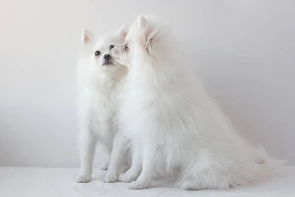 2つの小さな白いポメラニアの犬の白い背景に 1つの完全な顔に座って プロファイル内の他の ペットの清潔さと美しさの概念 — ストック写真