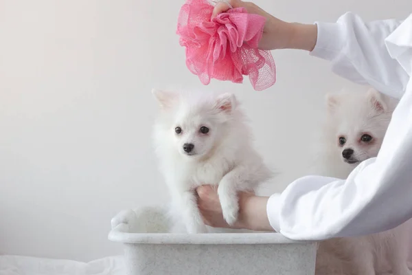 Pequeno Cão Branco Pomeranian Senta Uma Bacia Branca Cima Mão — Fotografia de Stock