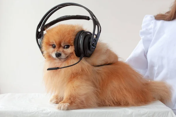 Furry Pomeranian Orange Color Sideways Black Headphones Concept Stream Listen — Stock Photo, Image