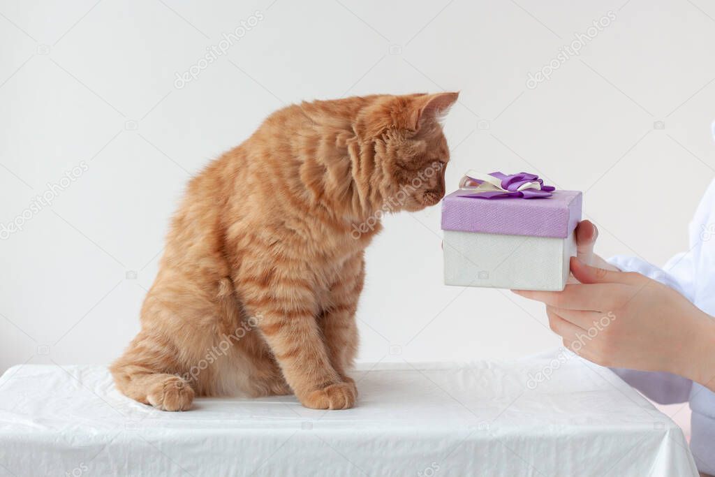 A red cat sits on a white surface and sniffs a gift that is held by hands. The concept of giving a gift, congratulating.