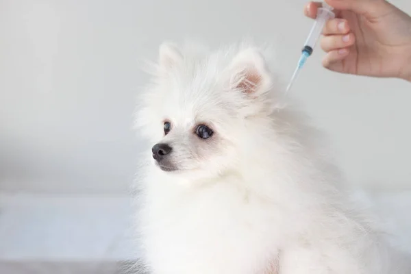 Krásný malý bílý chlupatý pes je Pomeránec a ruka s injekční stříkačkou. Koncepce očkování, injekce pro psy, zvířata, veterinární péče — Stock fotografie