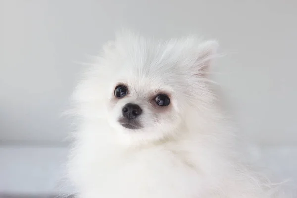 Bonito cão branco fofo da Pomerânia. O conceito de amor por animais de estimação. Cão bonito saudável — Fotografia de Stock