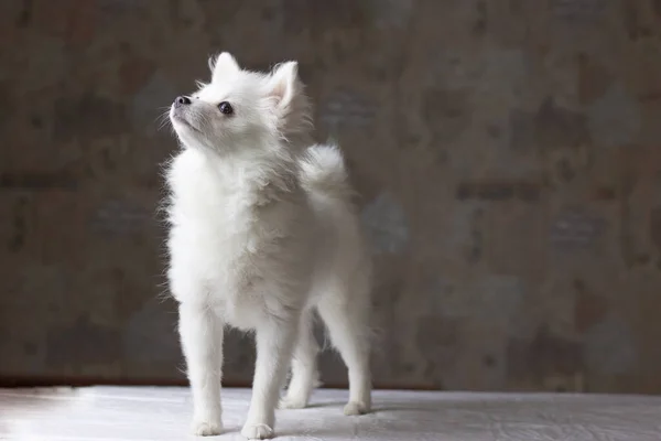 Ein kleiner weißer Pommernhund steht auf einer weißen Fläche vor dunklem Hintergrund. Das Konzept der Schönheit und Gesundheit von Haustieren — Stockfoto