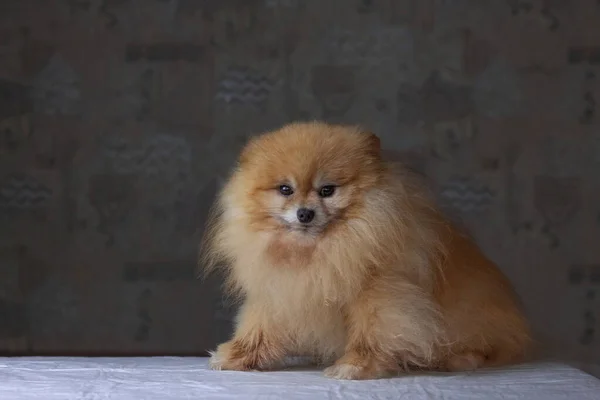 Um pequeno cachorro peludo laranja peludo peludo Pomeranian se senta de lado em um fundo escuro — Fotografia de Stock