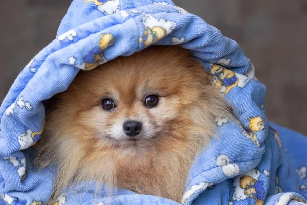 Красивое лицо милой маленькой померанской собачки в голубой одежде — стоковое фото