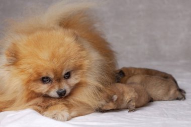 Üç yeni doğmuş yavru Pomeranya 'lı tüylü bir portakalın yanında yatıyor. Safkan köpek yavruları, evcil hayvan bakımı, köpek ve köpek yavruları yetiştirme kavramı.