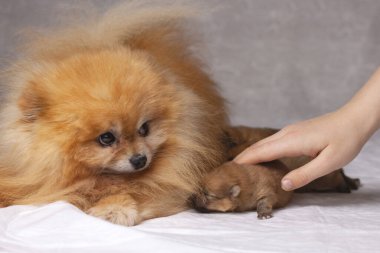 Kabarık turuncu bir Pomeranian 'ın yanında üç yeni doğmuş köpek yavrusu yatar. İnsan eli, yavruyu köpeğe verir. Safkan köpek yavruları, evcil hayvan bakımı, köpek ve köpek yavruları yetiştirme kavramı.