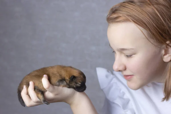 Beyaz kazaklı bir kız yeni doğmuş bir Pomeranya köpeğini yüzünün yakınında tutuyor. Hayvan sağlığı kavramı, yavrulama, hayvanlarla ilgilenmek..