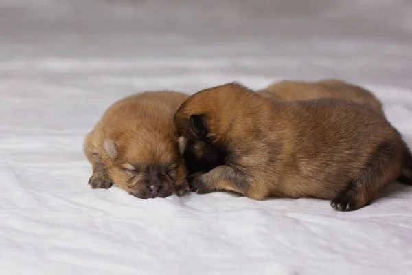 Tre Piccoli Cuccioli Pomerania Appena Nati Arancioni Con Gli Occhi — Foto Stock