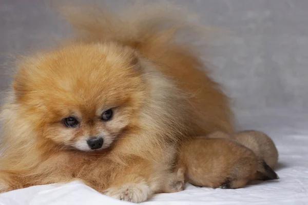 Två Nyfödda Valpar Ligger Bredvid Fluffig Orange Pommerska Begreppet Avel — Stockfoto