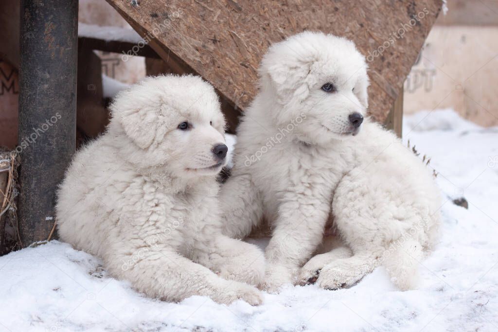 Two large white Italian shepherd puppies with beautiful, thick hair lie on the snow. Concept of breeding purebred dogs, dog health, shepherd breed