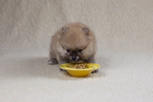 1 aylık küçük bir Pomeranian yavrusu ilk cazibesini sarı bir uçan daireden yer. Yiyecek konsepti köpek yavruları, sağlıklı yavrular, üreme