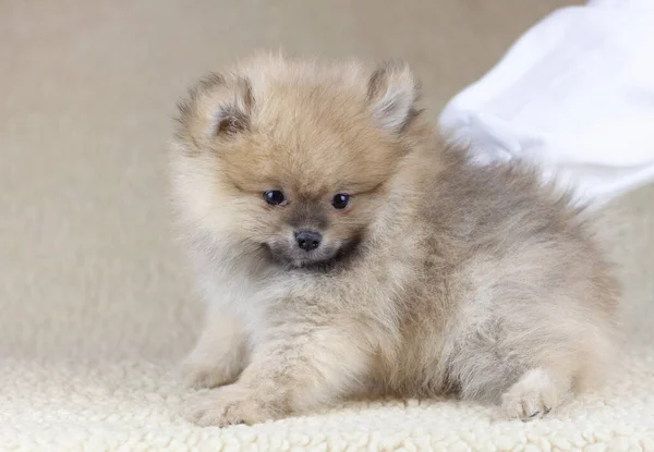 小さな2ヶ月前のポメラニアの子犬がカメラを見て横に座っている 手が握っている かわいい顔してる テディベアのようだな — ストック写真