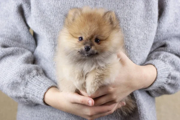 İki aylık küçük bir Pomeranya köpeği ellerine bakarak oturur. Şirin küçük bir yüz. Oyuncak ayıya benziyor..