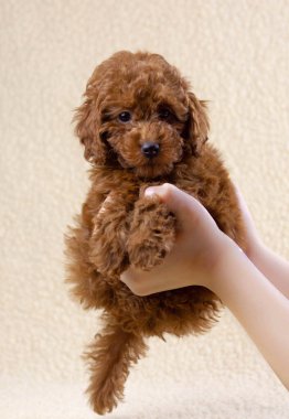 Eller açık arkaplanda kırmızı kahverengi bir kaniş köpeğini tutuyor.