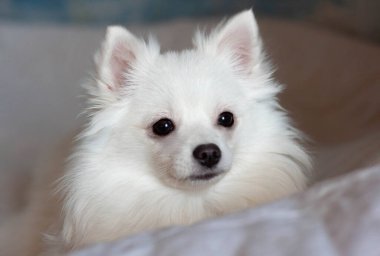 Gri arkaplanda küçük beyaz bir pomeranian 'ın ağzı