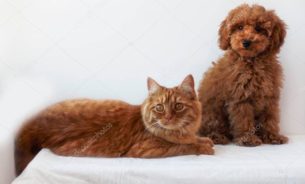Toy poodle of red-brown color sits next to a lying red cat on a white background.