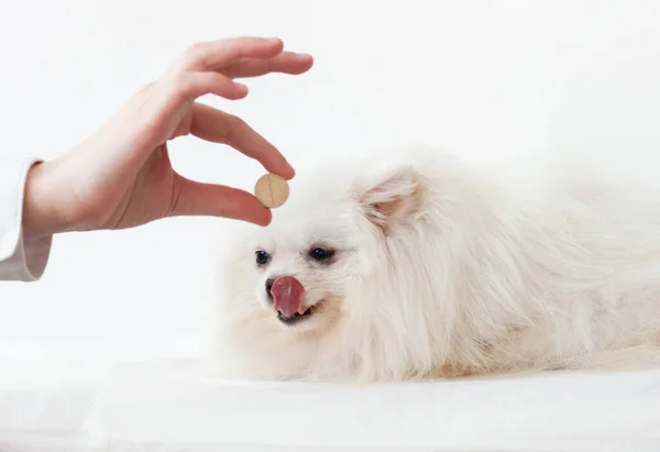 Büyük bir hap tutan bir el ve dudaklarını yalayan beyaz bir Pomeranya köpeği. Hayvanlar için vitaminler, hayvan tedavisi.