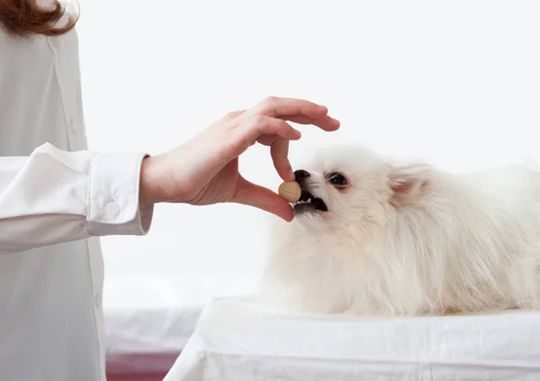 El beyaz Pomeranya köpeğine büyük bir hap veriyor, o da ağzını açıyor. Hayvanlar için vitamin konsepti, hayvan tedavisi.