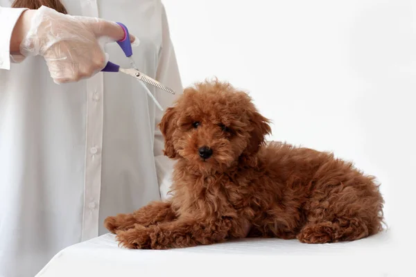 Aquele Caniche Castanho Vermelho Está Deitado Numa Superfície Branca Lado — Fotografia de Stock